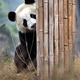 Illustration for article titled Sad Panda!